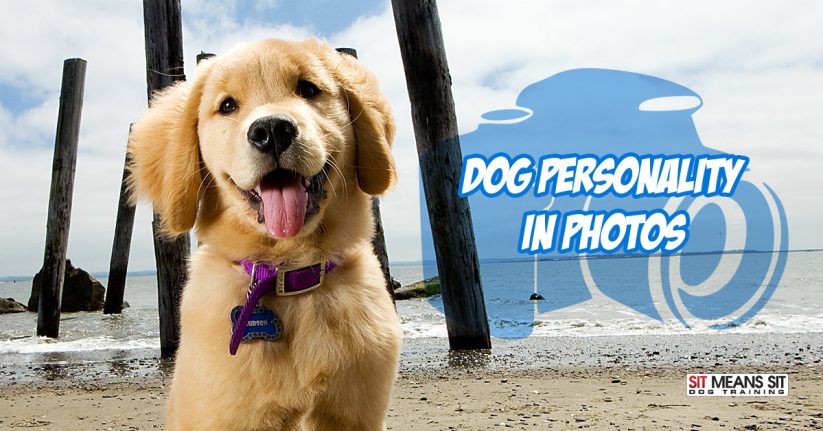 Showing Your Dogs Personality in Photos