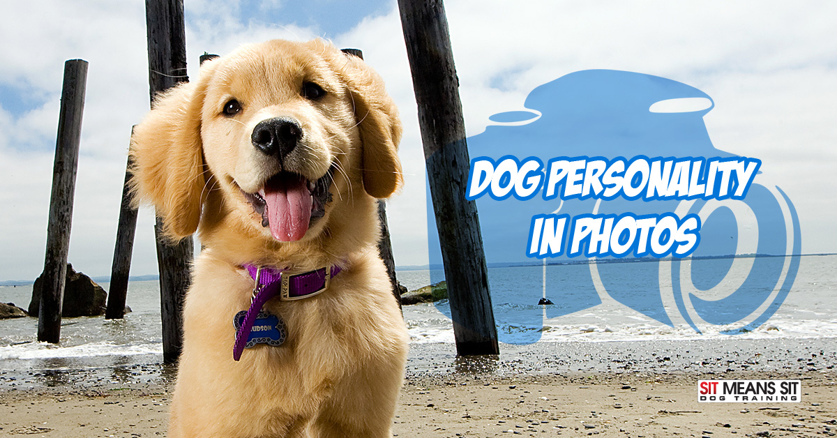 golden retriever puppy at a beach with sea in background