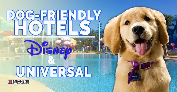 golden retriever puppy at hotel with pool in background