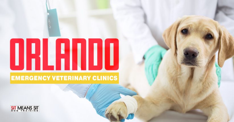 Dog Emergency Veterinary Clinics in Orlando