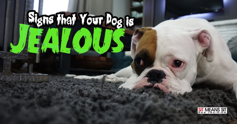 SIgns Your Dog is Jealous