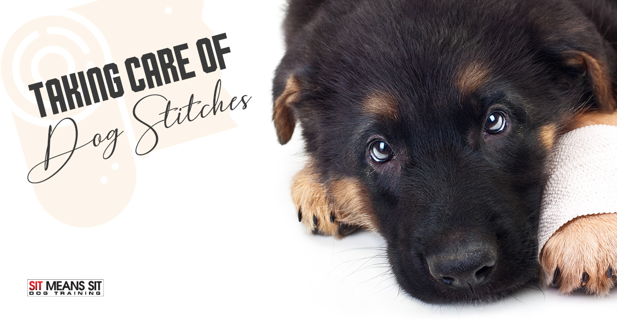 Caring for Your Dog’s Stitches After Surgery
