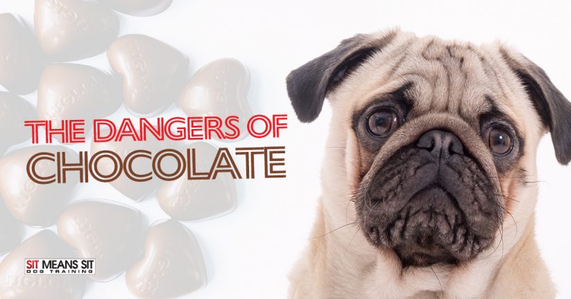 Understanding the Dangers of Chocolate to Dogs