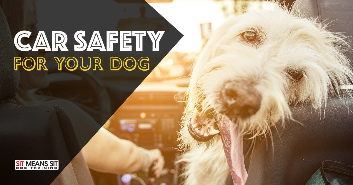 dog with his tongue out and tilting his head while riding in a car