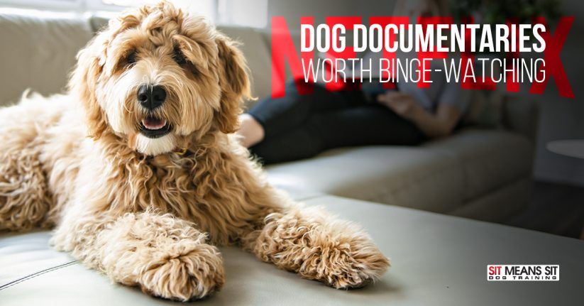 Dog Documentaries Worth Bingeing on Netflix