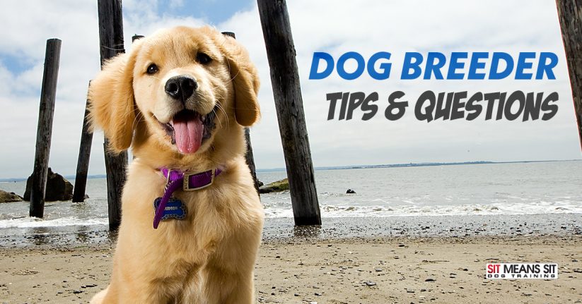 Where and How to Find a Reputable Dog Breeder