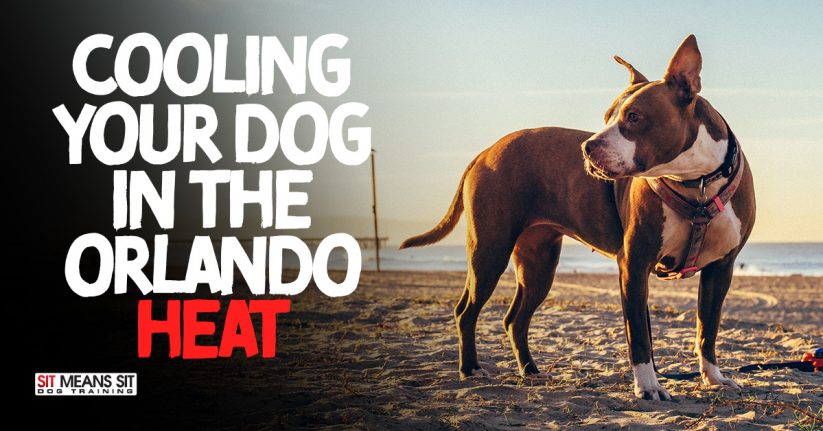 Tips for Cooling Your Dog in the Orlando Heat