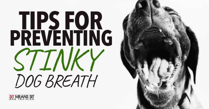 Tips For Preventing Stinky Dog Breath