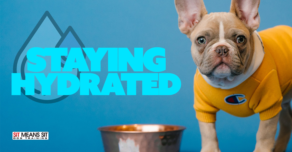 puppy wearing a mustard colored shirt next to a food bowl and blue background