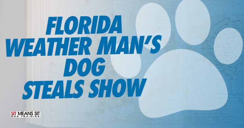 Florida Weather Mans Dog Steals Show