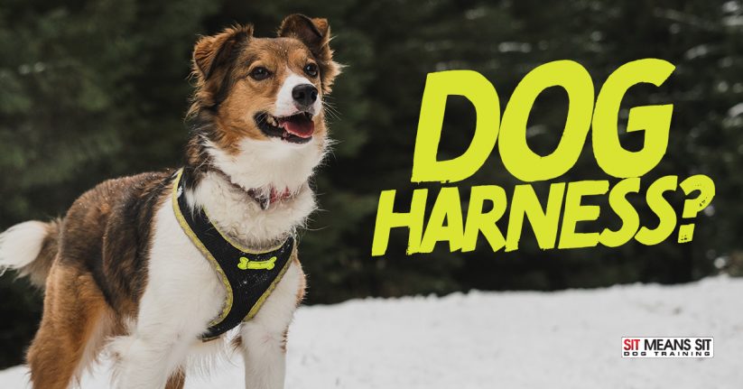 Should I Travel with a Dog Harness?