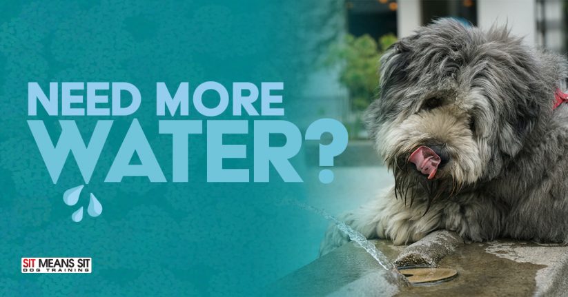 Does My Dog Need More Water?
