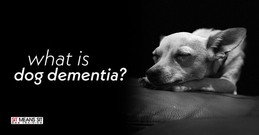 What is Dog Dementia?
