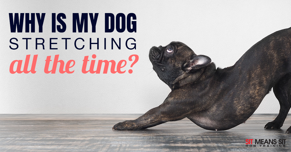https://sitmeanssit.com/dog-training-mu/orlando-dog-training/files/2021/04/why-is-dog-stretching-orlando.jpg