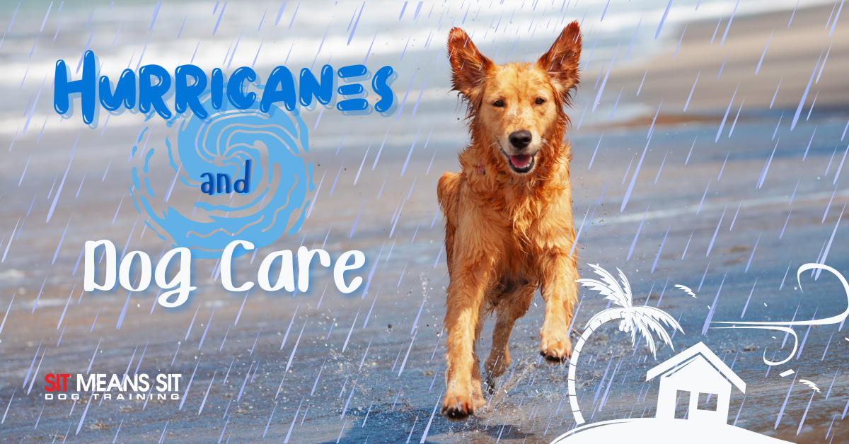 Hurricane and Pets: What To Do