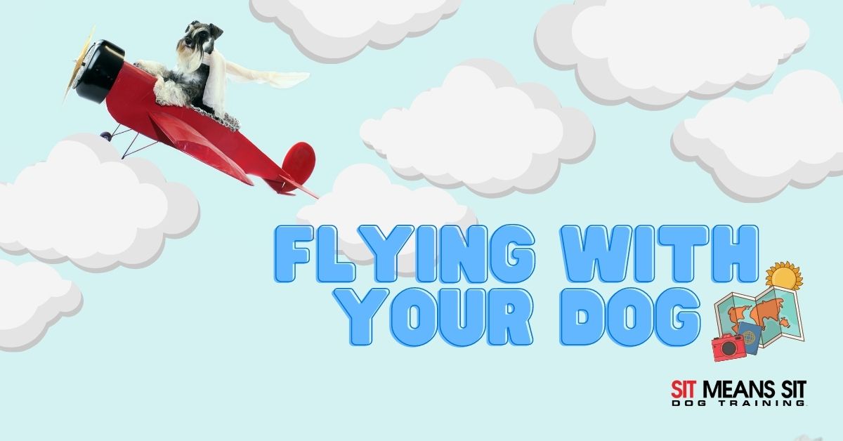animated image of a puppy flying in a red plane