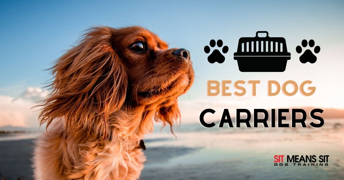 dog on a beach