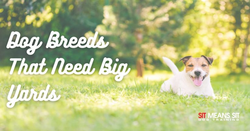 dog sitting on grass with tongue out and blurred out trees in background