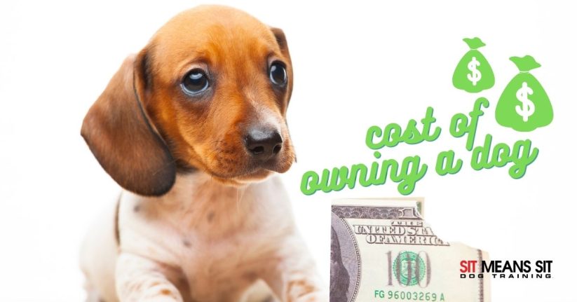 The Cost of Owning a Dog: What You Should Budget For