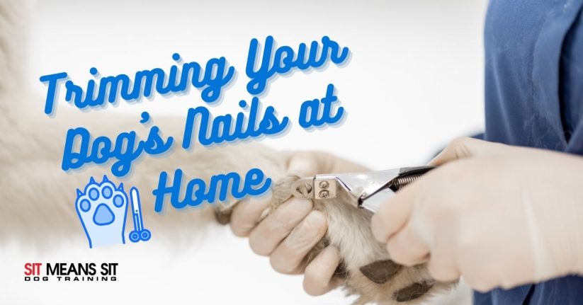 Tips for Trimming Your Dogs Nails at Home