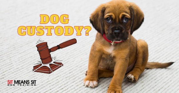 puppy sitting on a white ruf with animated court hammer next to it