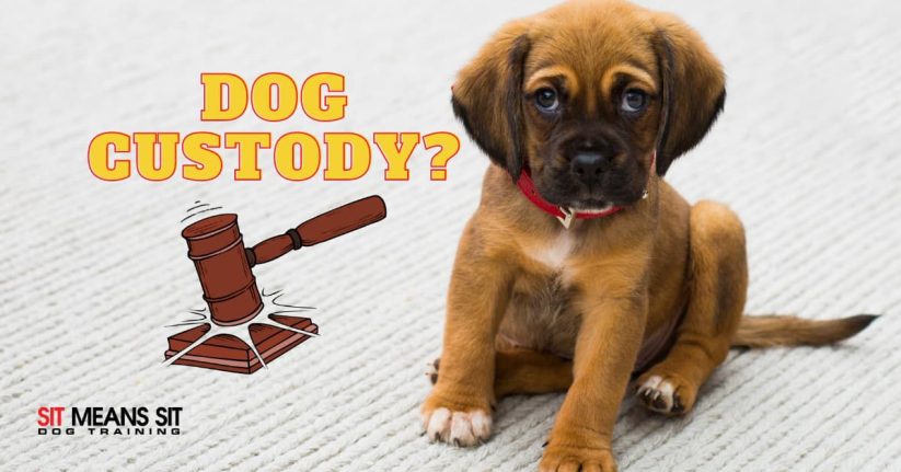 puppy sitting on a white ruf with animated court hammer next to it