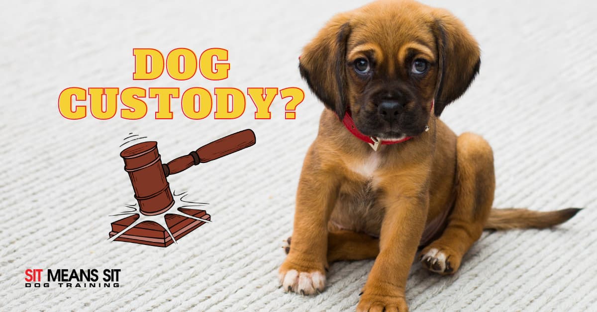 puppy sitting on a white ruf with animated court hammer next to it