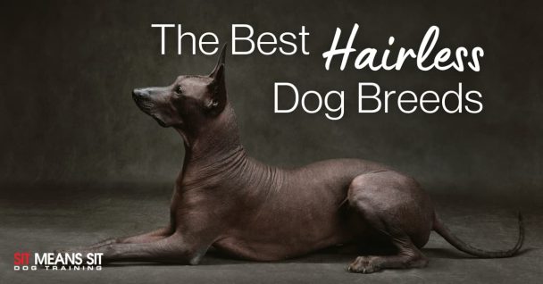 black dog sitting onfloor with this head upright