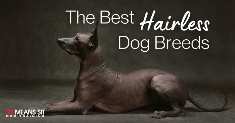 black dog sitting onfloor with this head upright