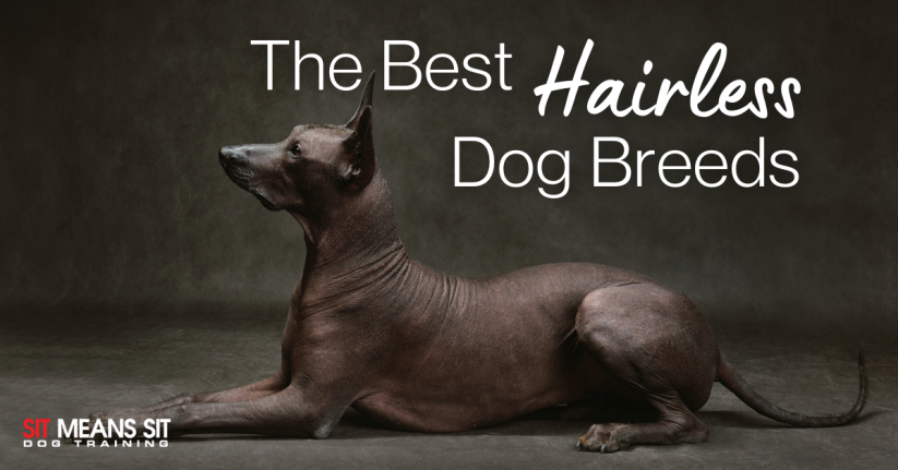 The Best Hairless Dog Breeds