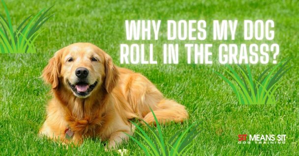 labrador sitting on grass and smiling