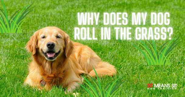 Why Does My Dog Love to Roll in the Grass?
