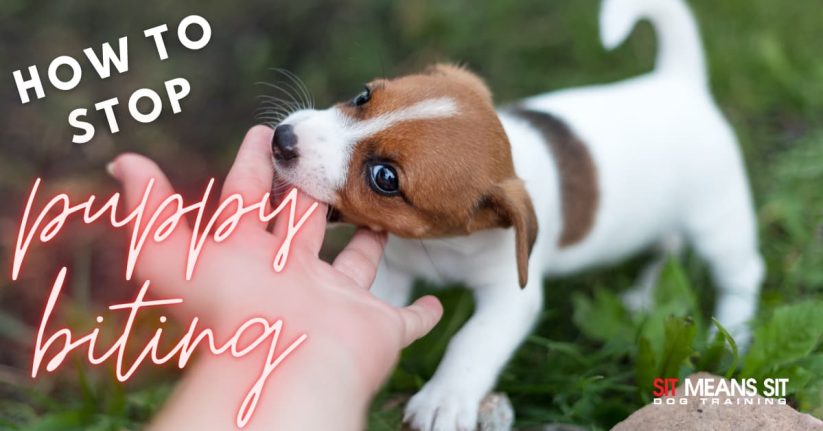 puppy biting a hand