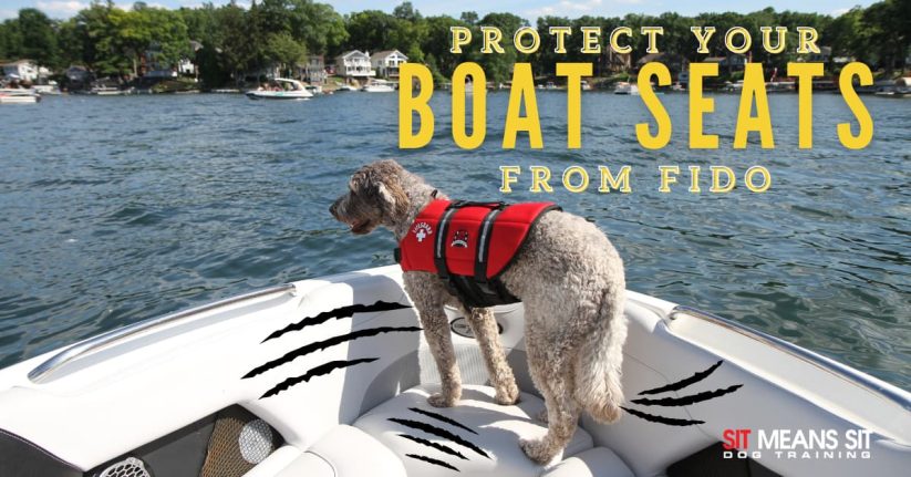 dog sailing on a boat wearing a red life jacket