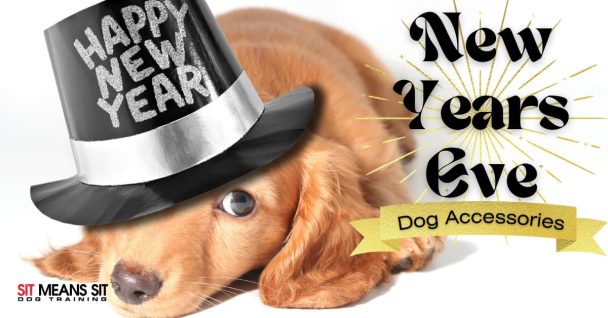 The Best New Years Eve Dog Accessories