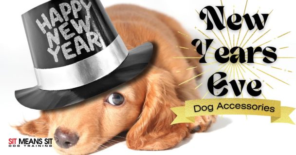 puppy lying on floor wearing a happy new year black hat