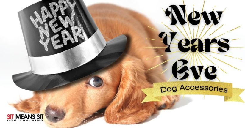 puppy lying on floor wearing a happy new year black hat