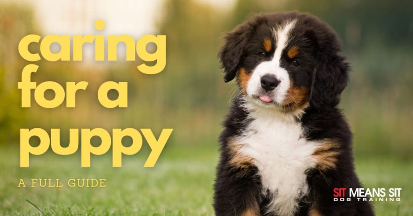 puppy with tongue out sitting on grass