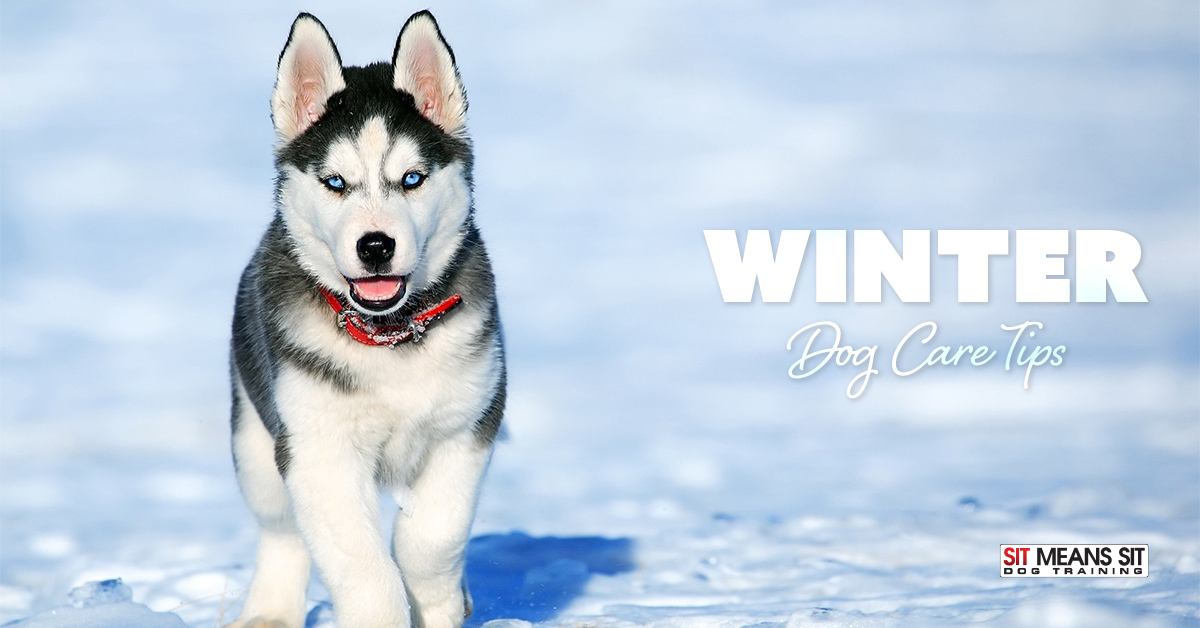 Winter Dog Care Tips