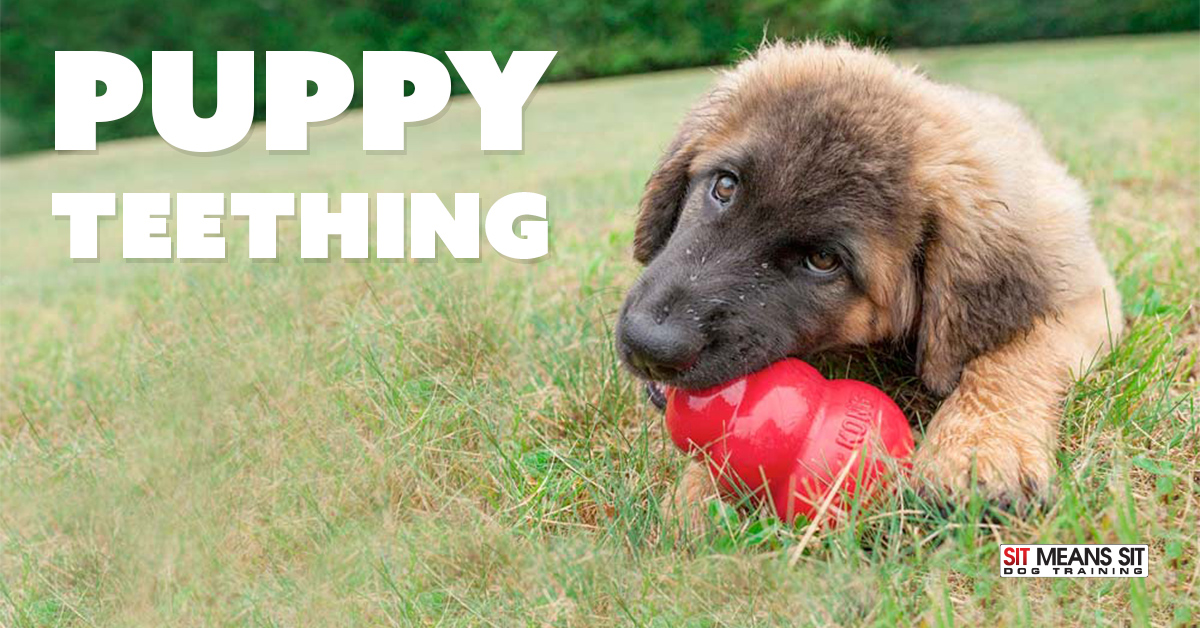 https://sitmeanssit.com/dog-training-mu/philadelphia-dog-training/files/2019/03/puppy-teething-toys-tips.jpg