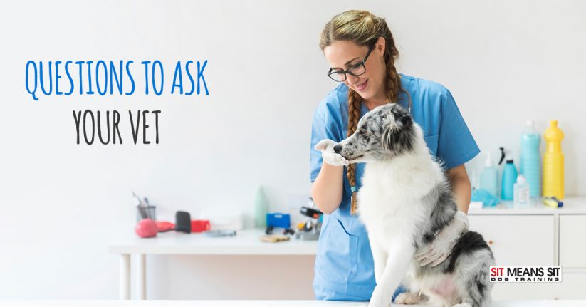 Questions Dog Owners Should Ask Their Vet