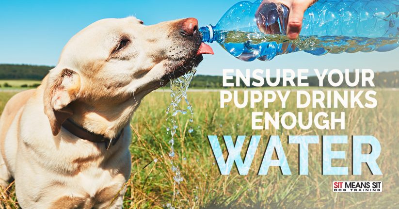 Tips to Ensure Your Puppy Drinks Enough Water | Sit Means Sit Dog ...