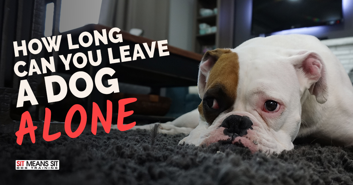 How Long Can You Leave a Dog Alone? Sit Means Sit Dog