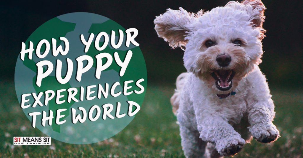 How Your Puppy Experiences the World Around Them Sit