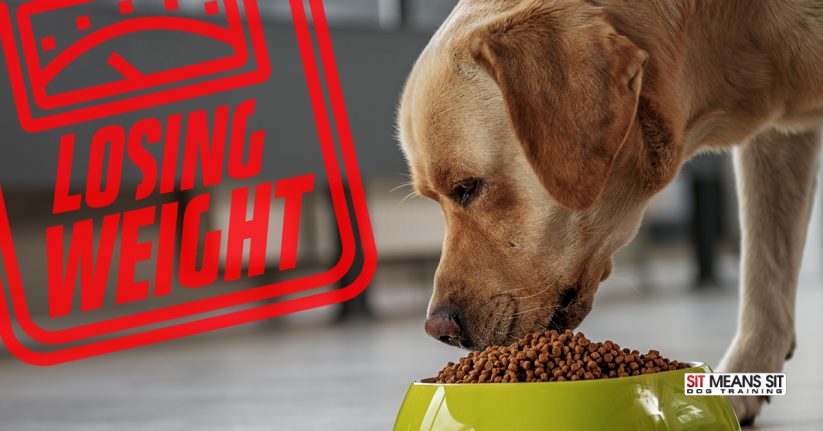 Helping Your Dog Lose Weight