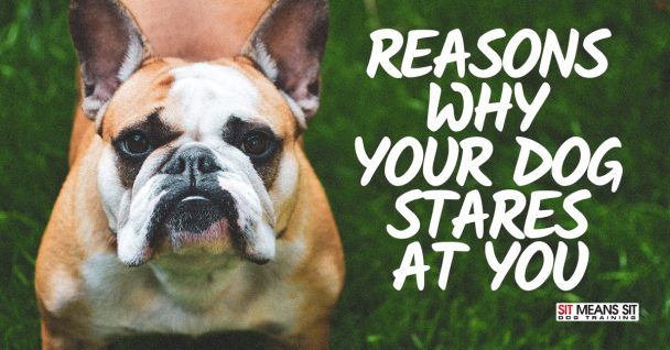 Reasons Why Your Dog Stares at You