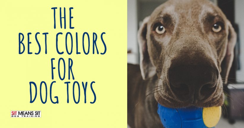 The Best Colors for Dog Toys