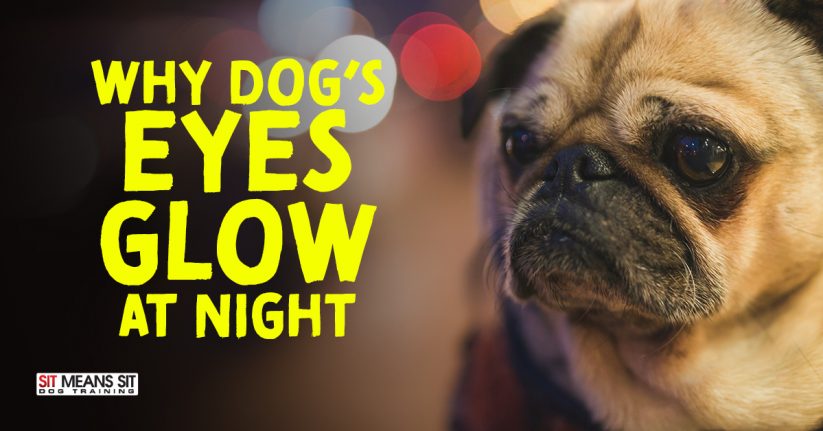 Why Dogs Eyes Glow at Night
