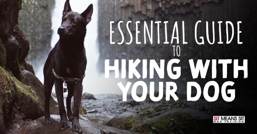 Essential Guide to Hiking with Your Dog