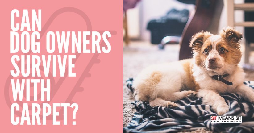 Can Dog Owners Survive with Carpet?